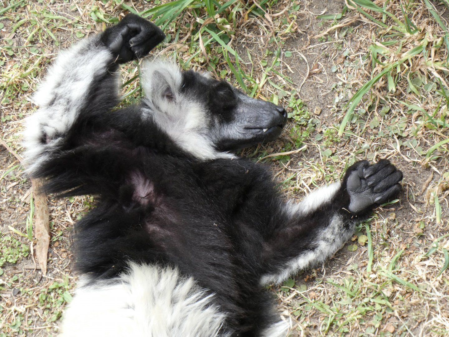 Snoozing black-and-white ruffed lemur