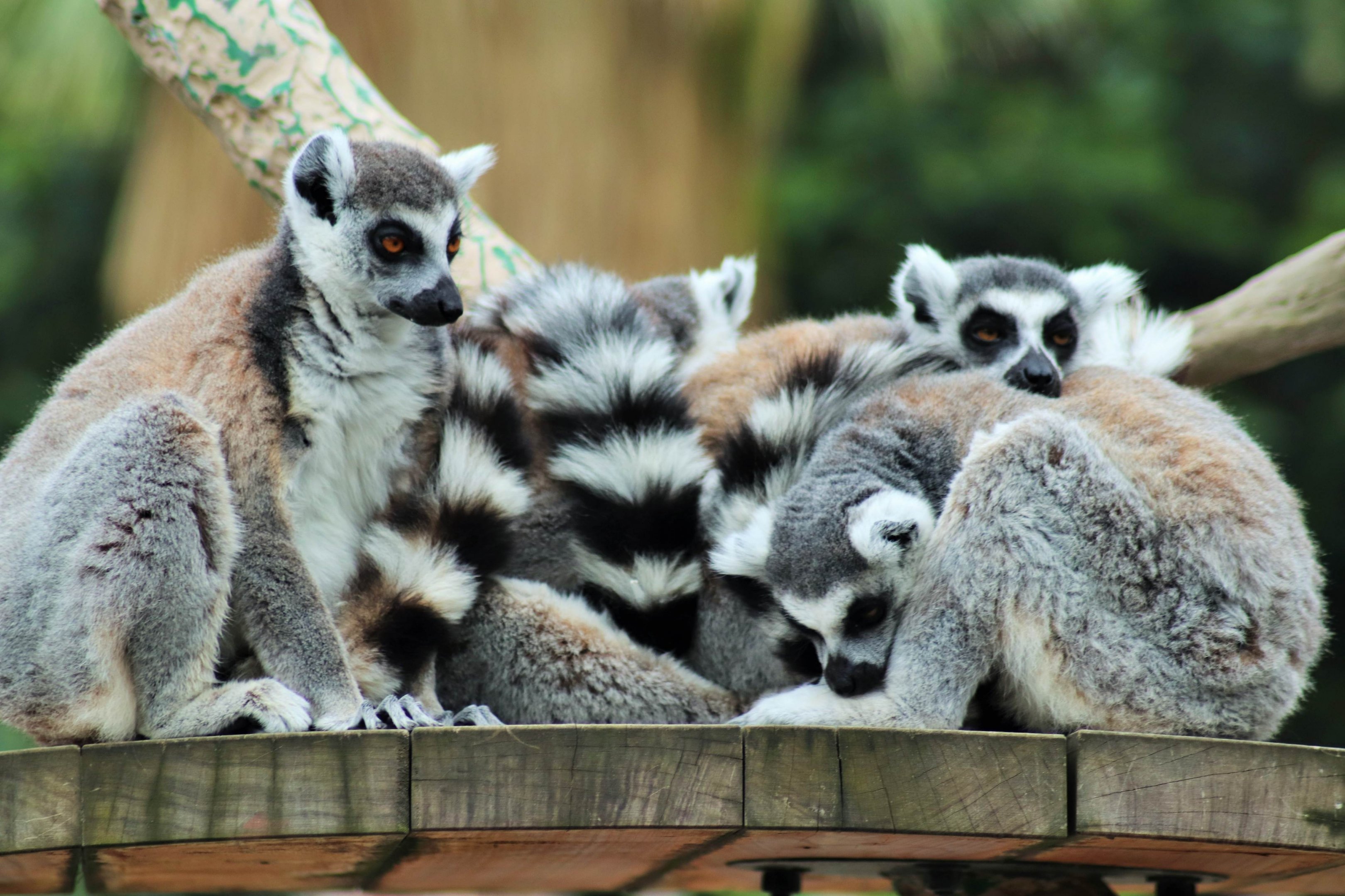 Snoozing Ring-tailed Lemurs (Lemur catta)