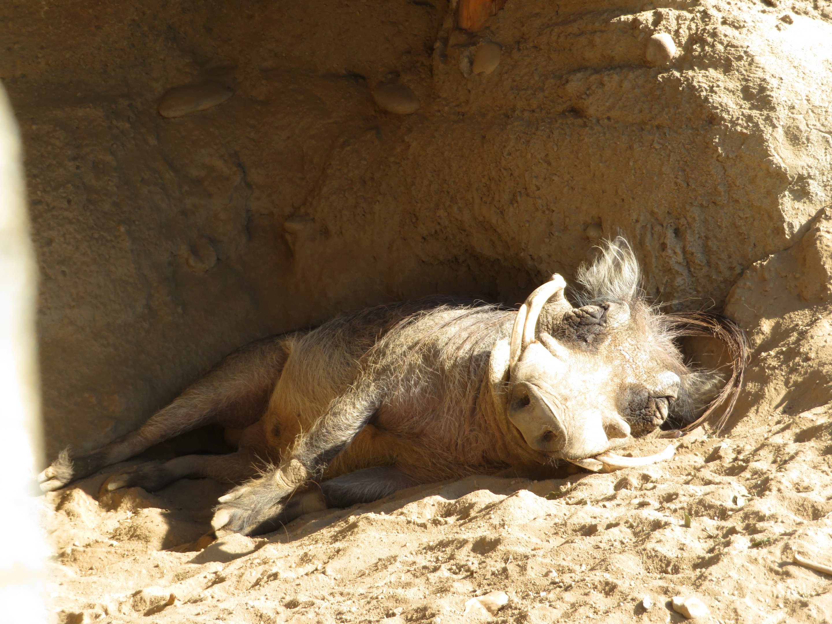 Snoozing Warthog