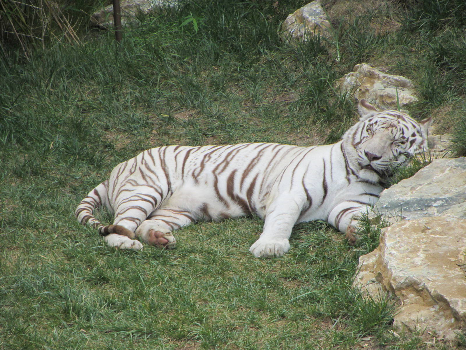 Snoozing White Tiger