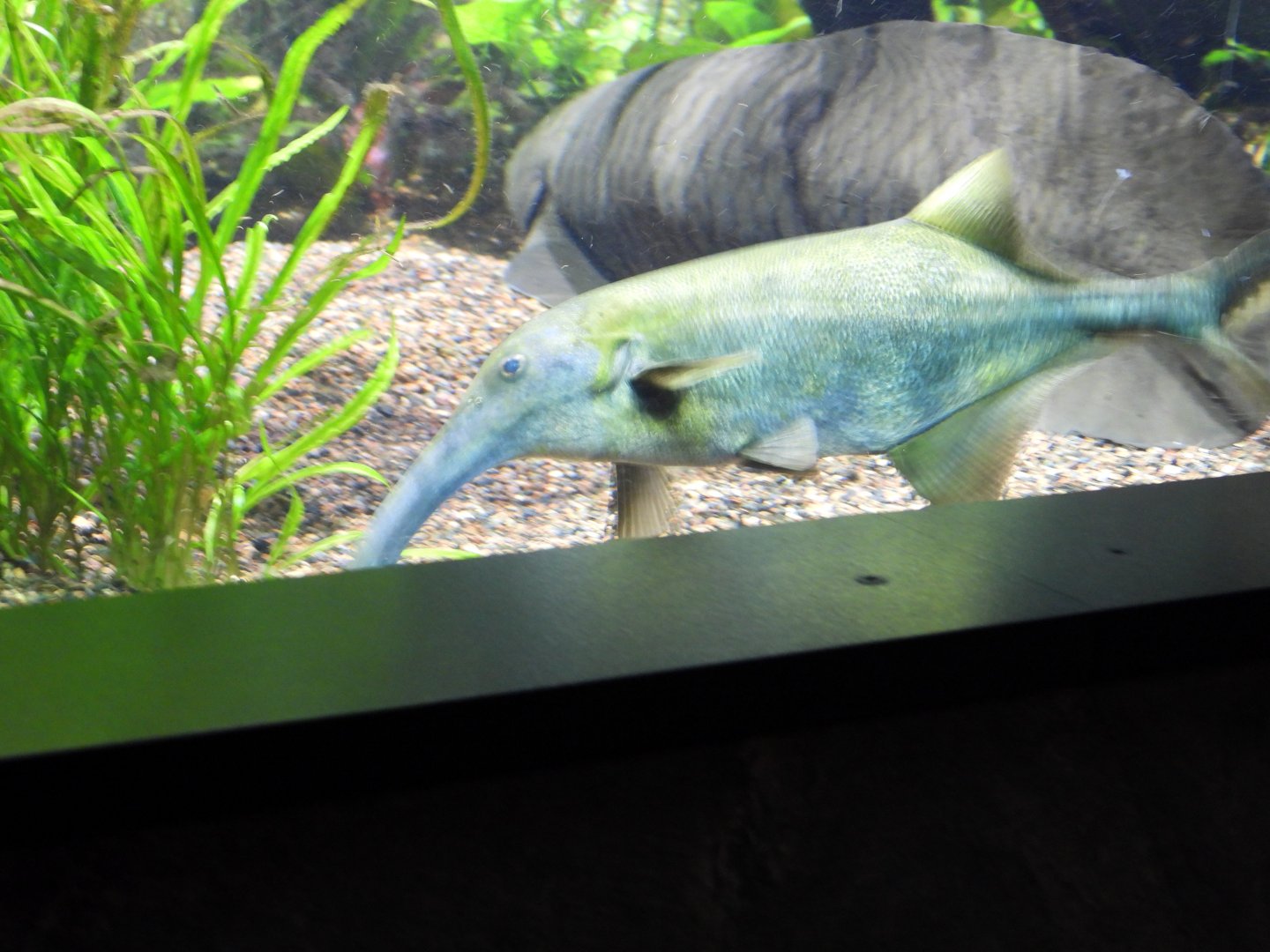 Snorkel elephantfish