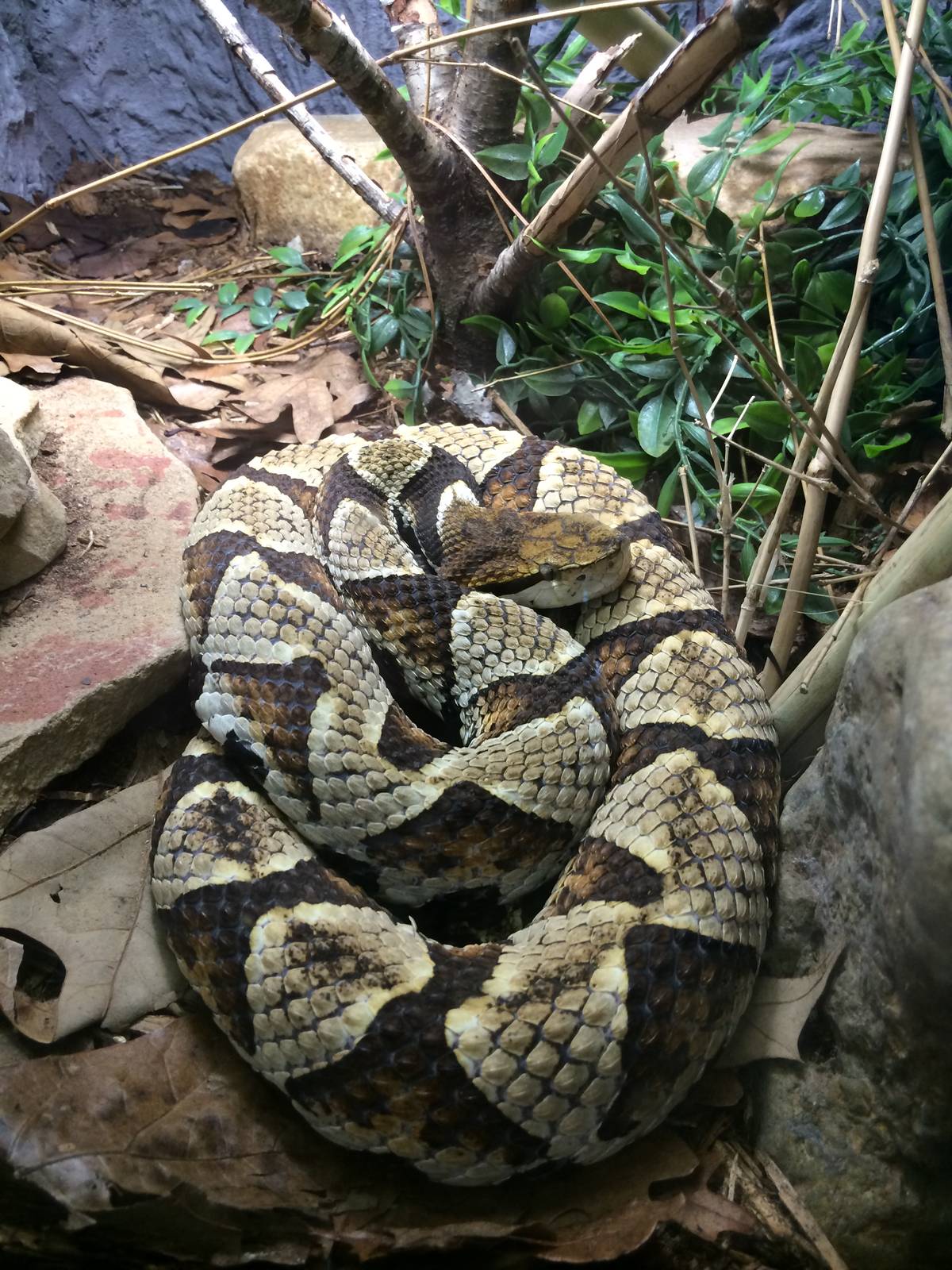 Snorkel-nosed Viper (Deinagkistrodon acutus)