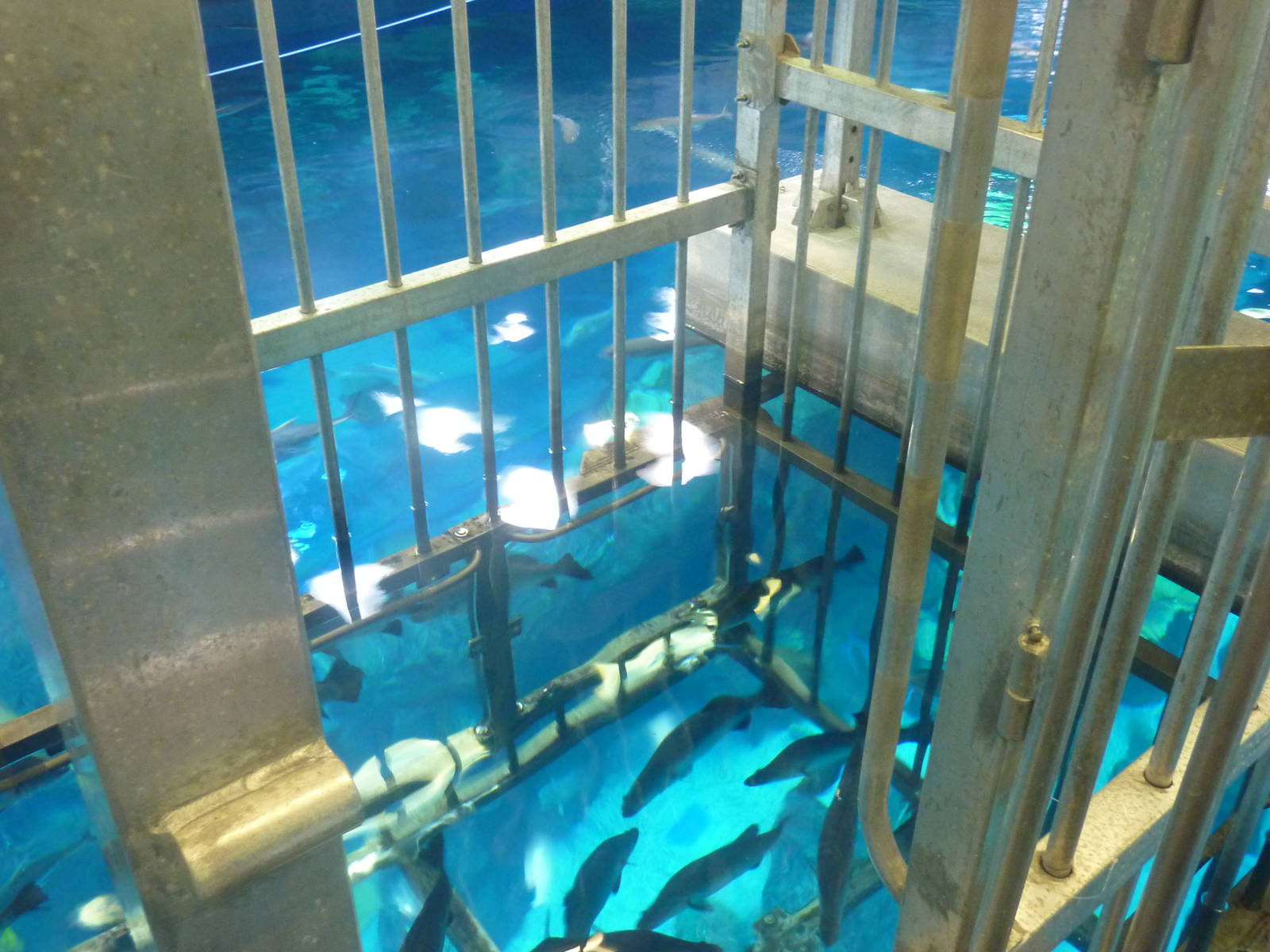 Snorkelling cage in main tank