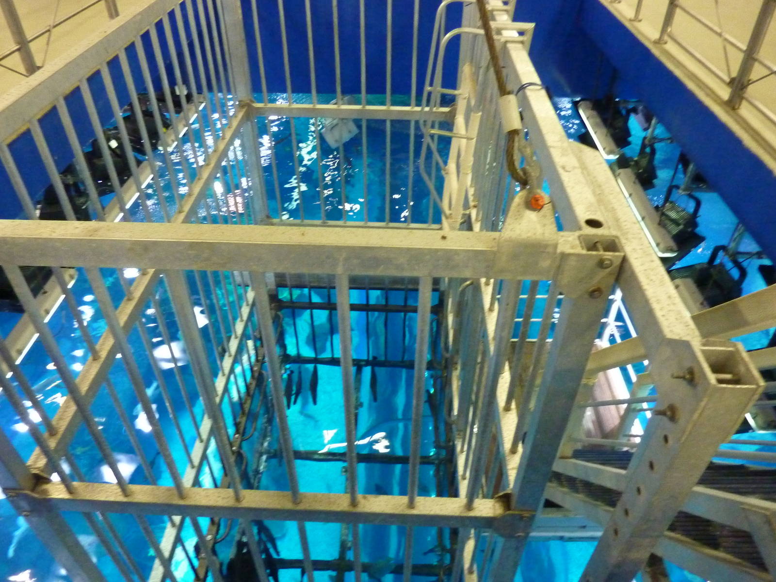 Snorkelling cage in the main tank