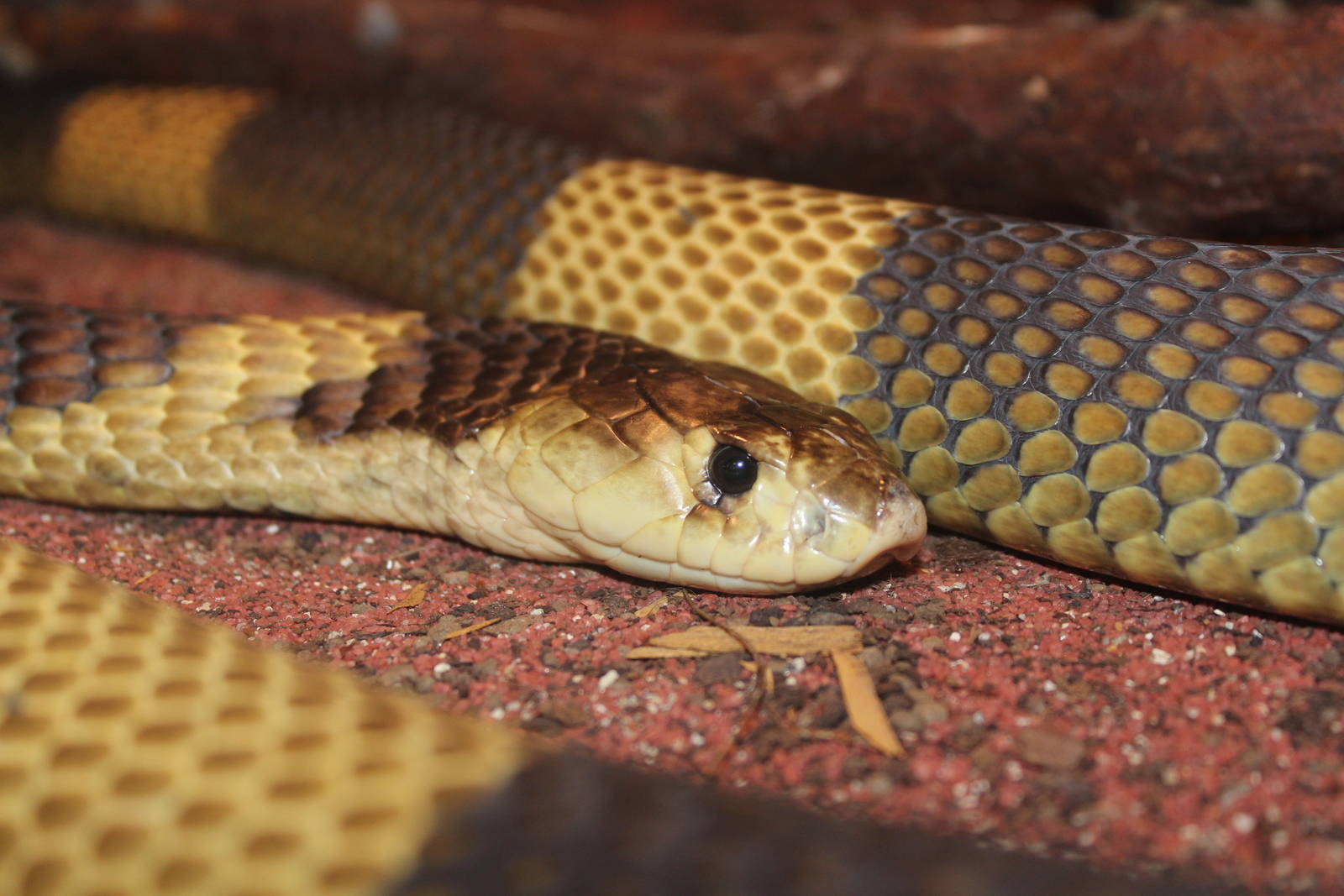 Snouted cobra, Dvorec Zoo