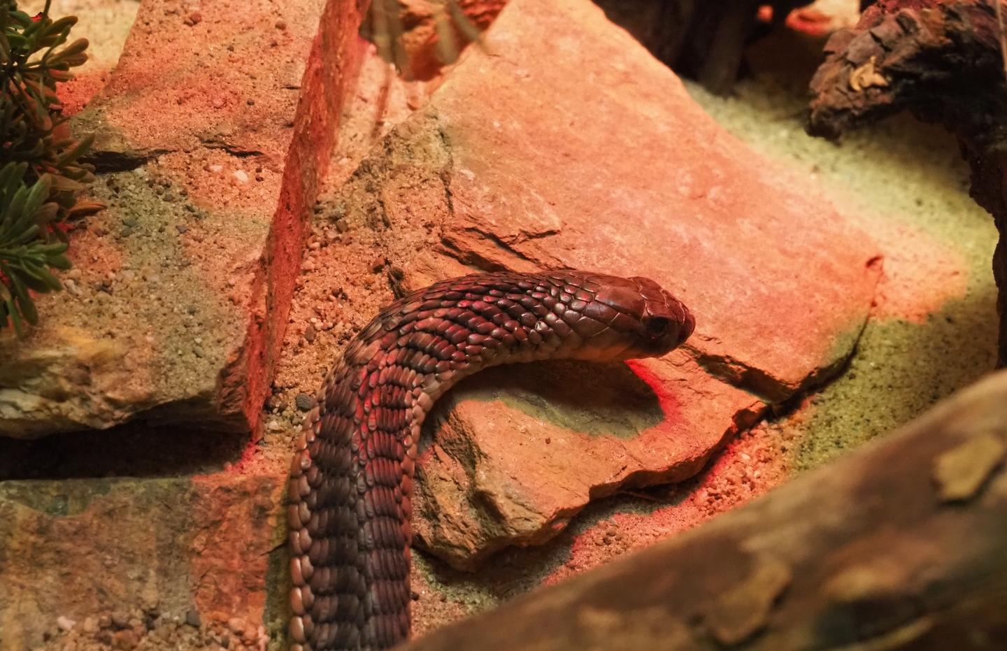 Snouted Cobra (Naja annulifera), 2019-04-20