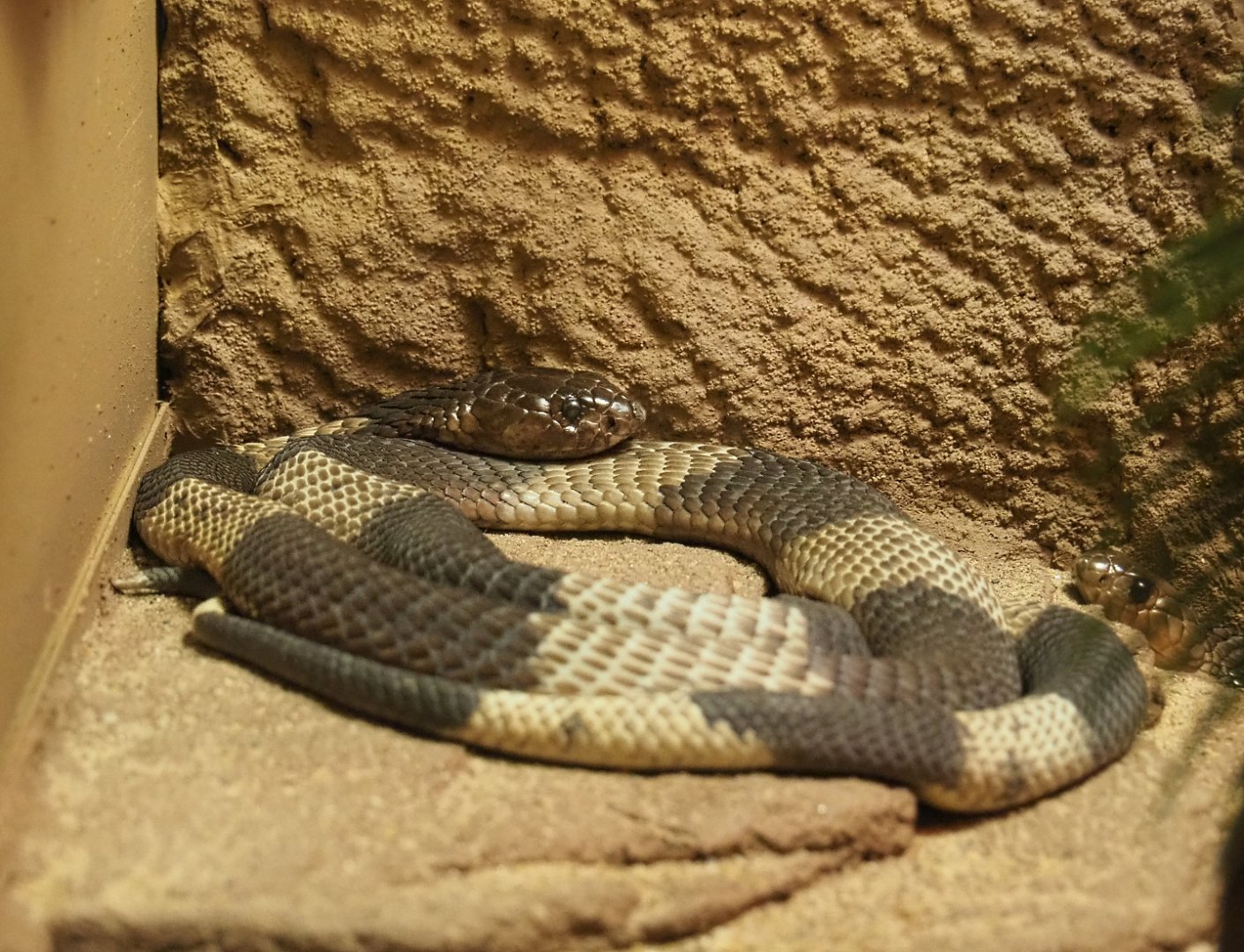 Snouted cobra (Naja annulifera), 2020-05-24