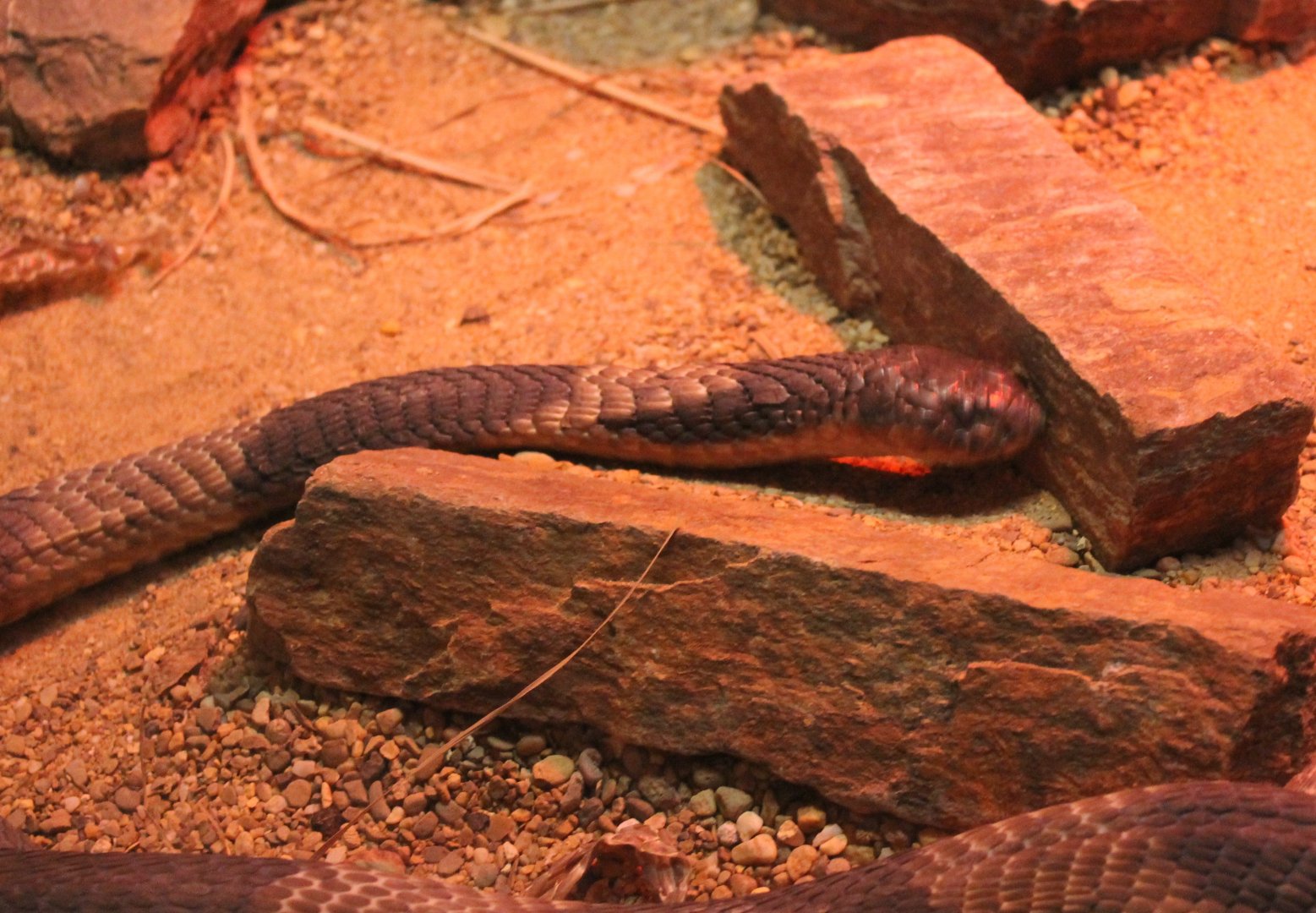 Snouted cobra - Naja annulifera