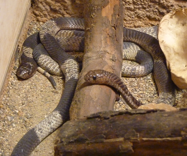 Snouted cobra (Naja annulifera)