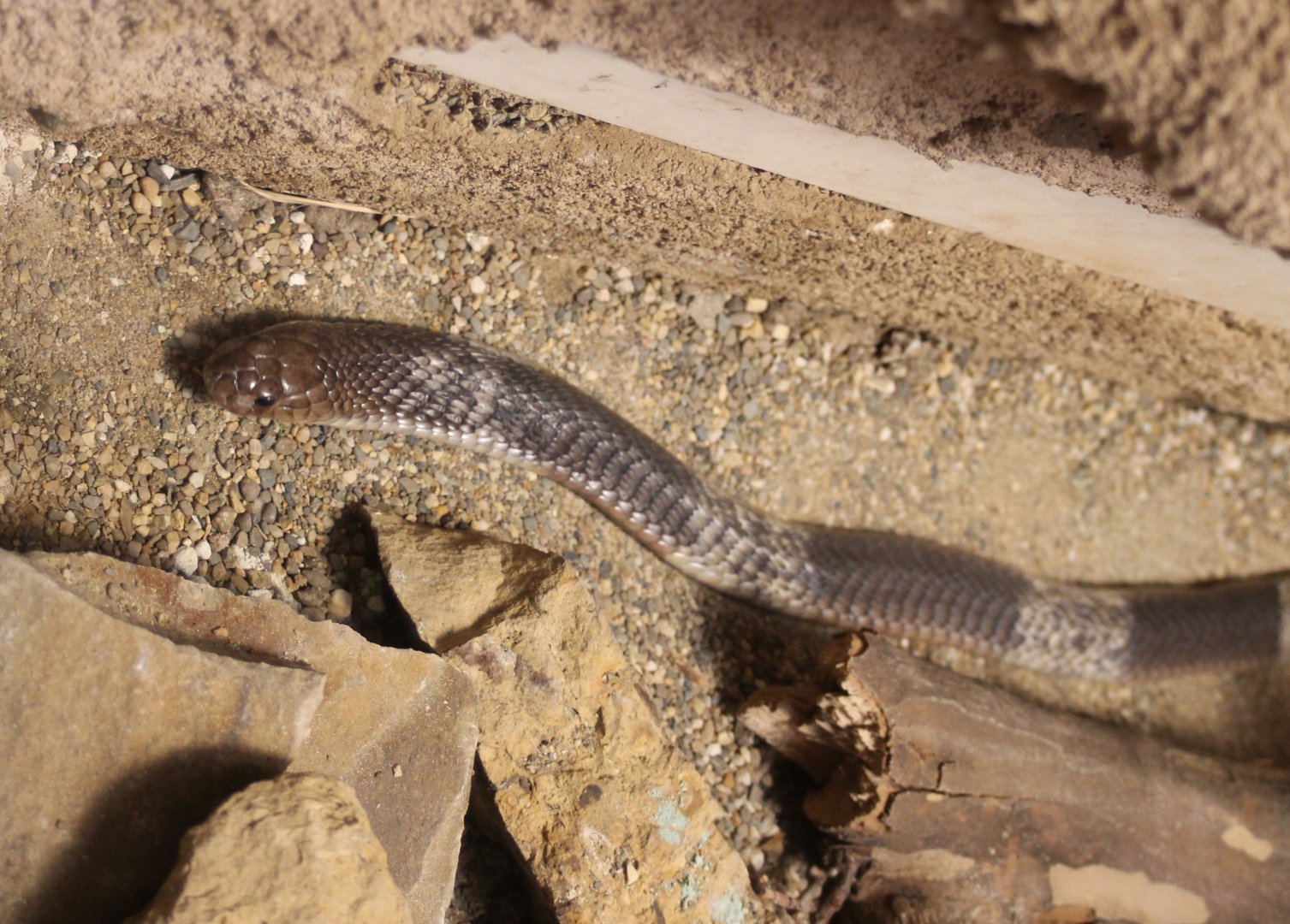 Snouted cobra - Naja annulifera