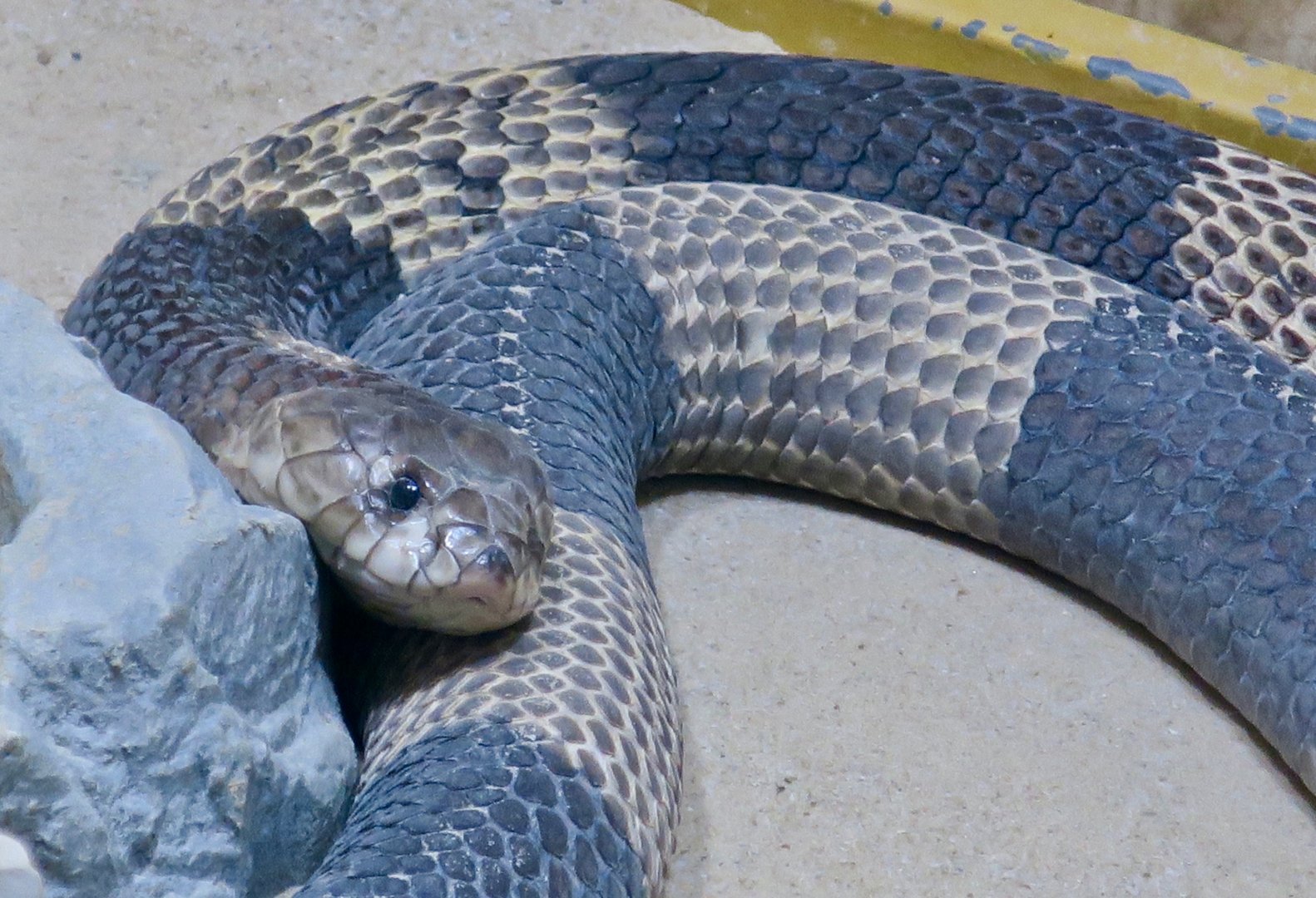 Snouted Cobra (Naja annulifera)