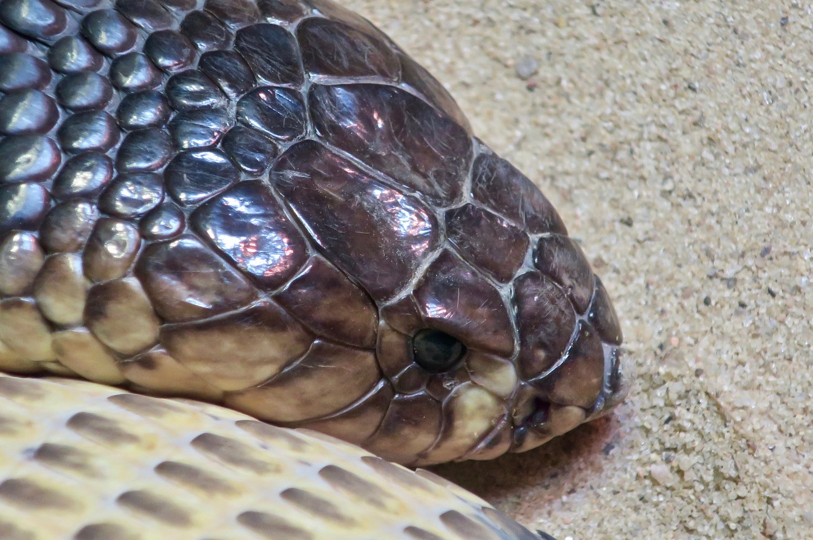 Snouted Cobra (Naja annulifera)