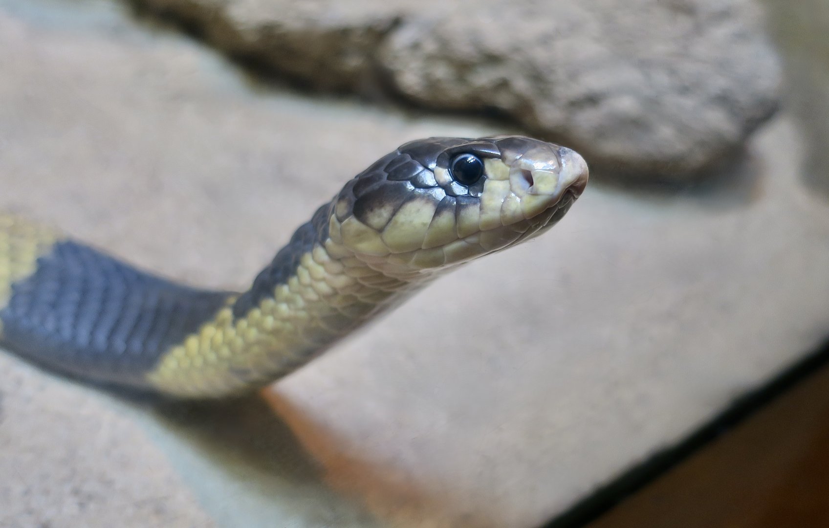 Snouted Cobra (Naja annulifera)