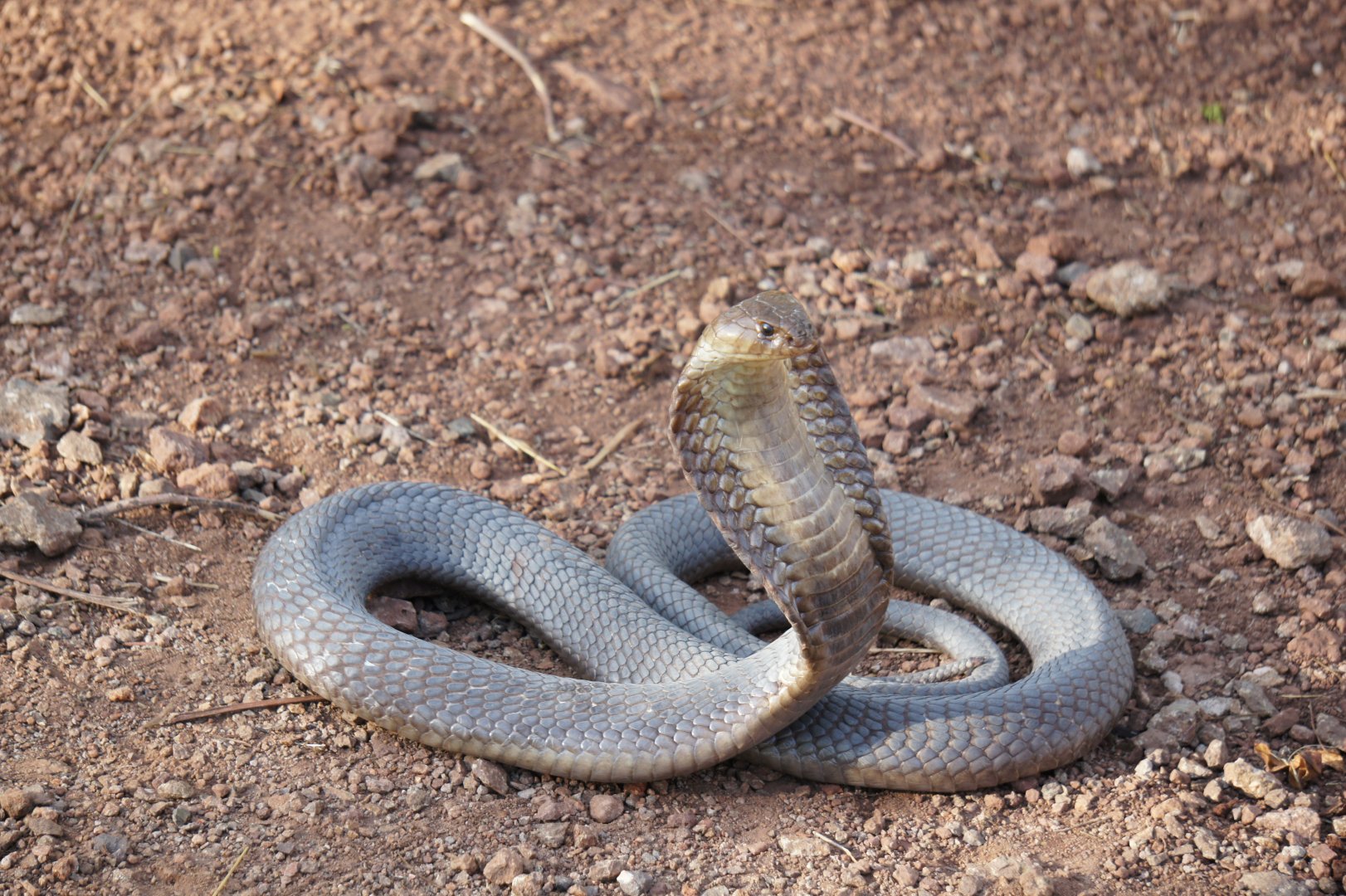 Snouted Cobra