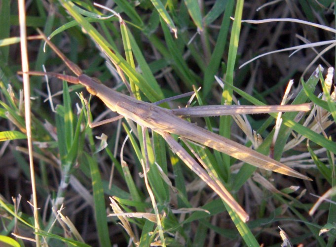 Snouted Grasshopper (Acrida ungarica)