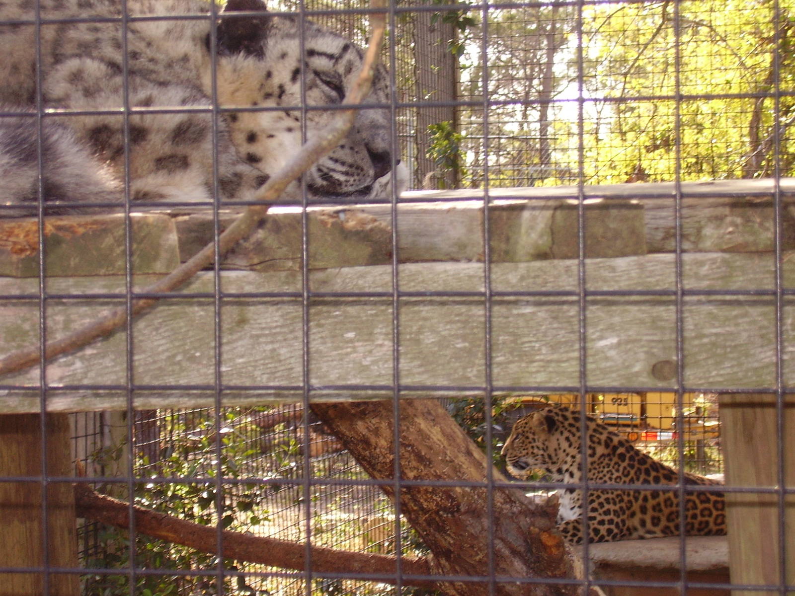 Snow and African Leopard MARCH06