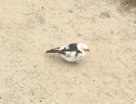 Snow Bunting - Alaska