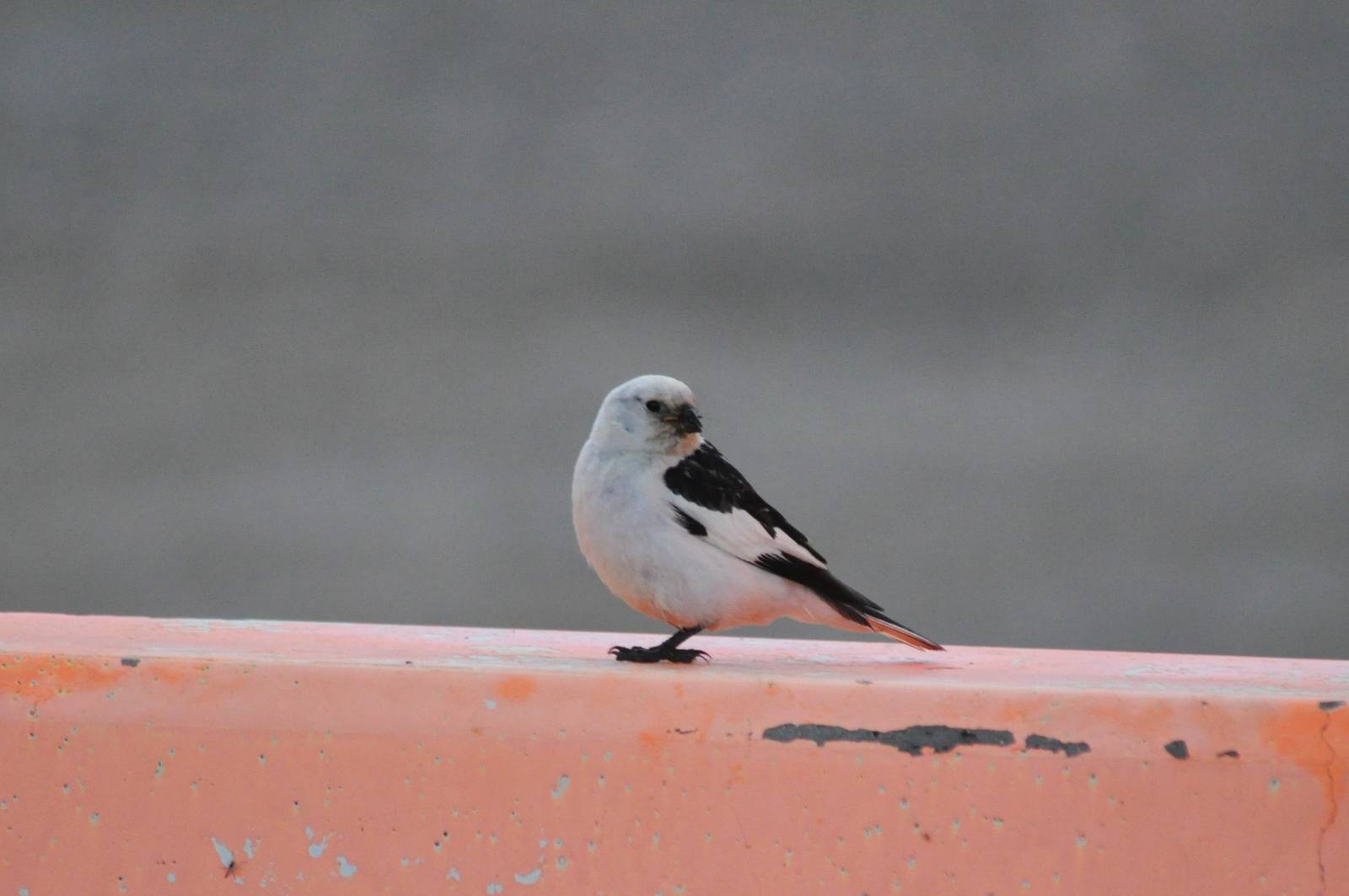 Snow Bunting - Alaska