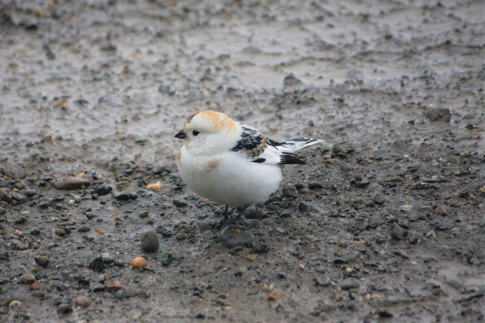 Snow Bunting - Alaska