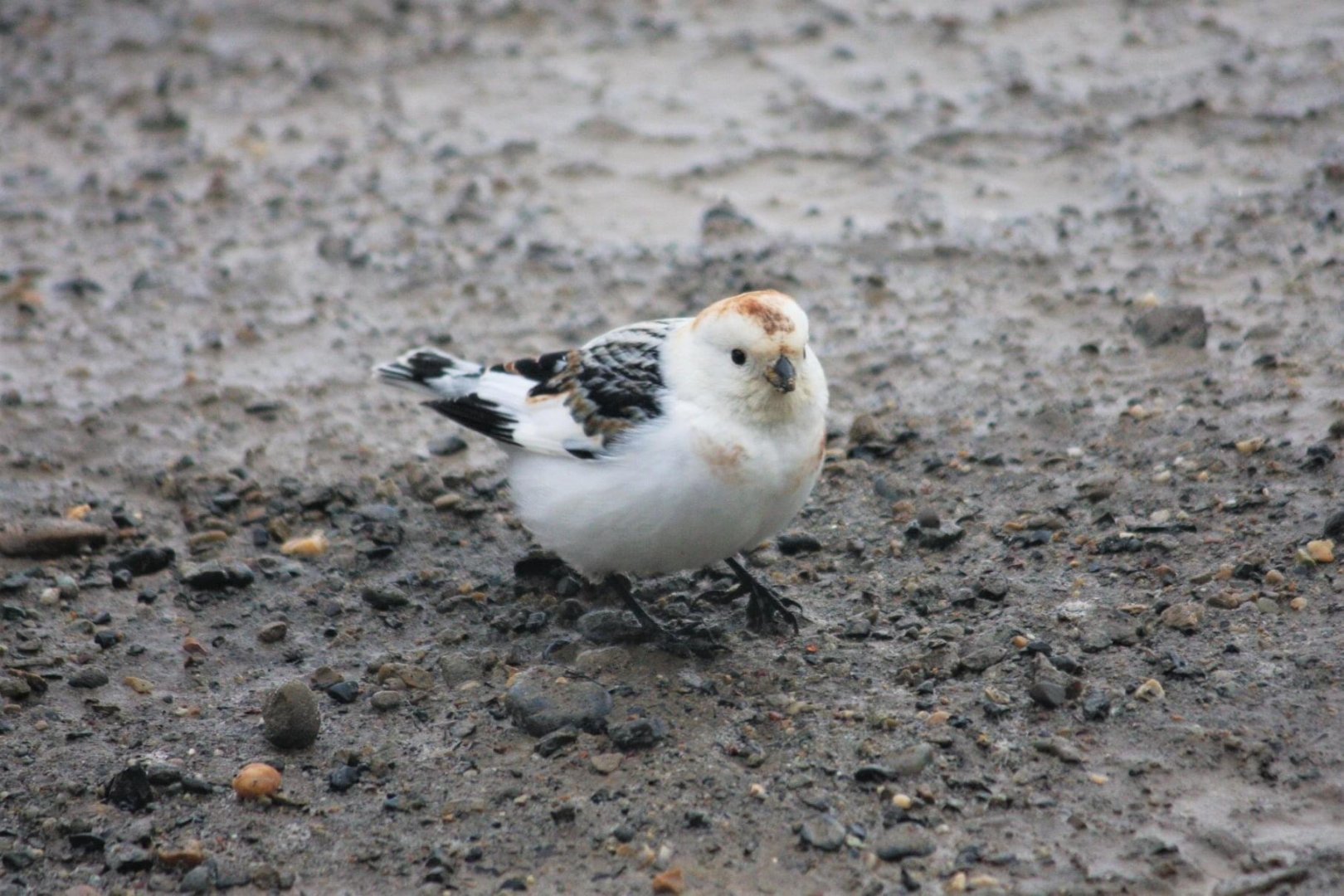 Snow Bunting - Alaska