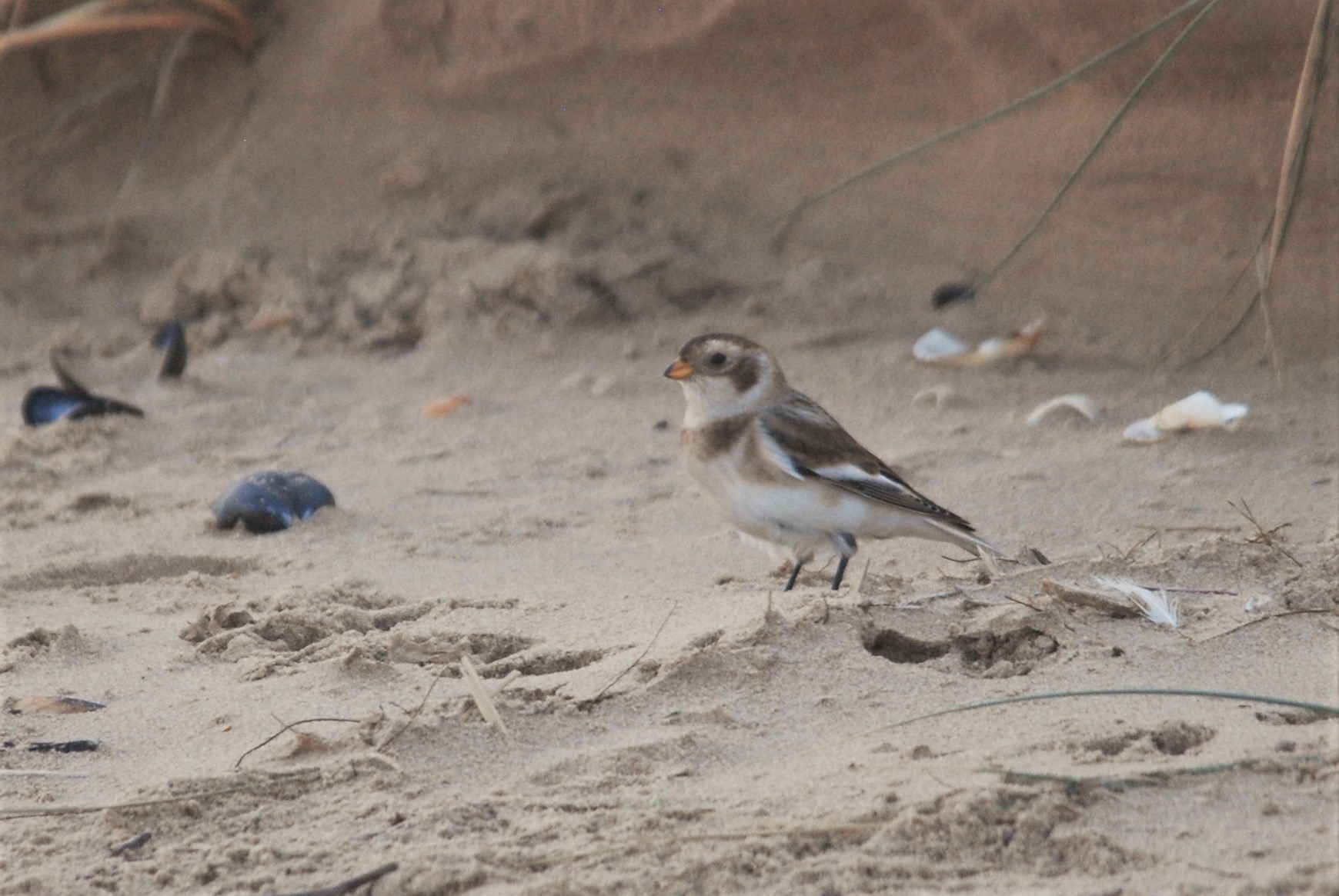 Snow Bunting at Titchwell Marsh, 24th October 2021