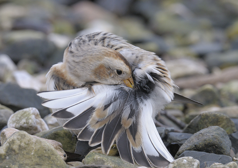 Snow Bunting preening