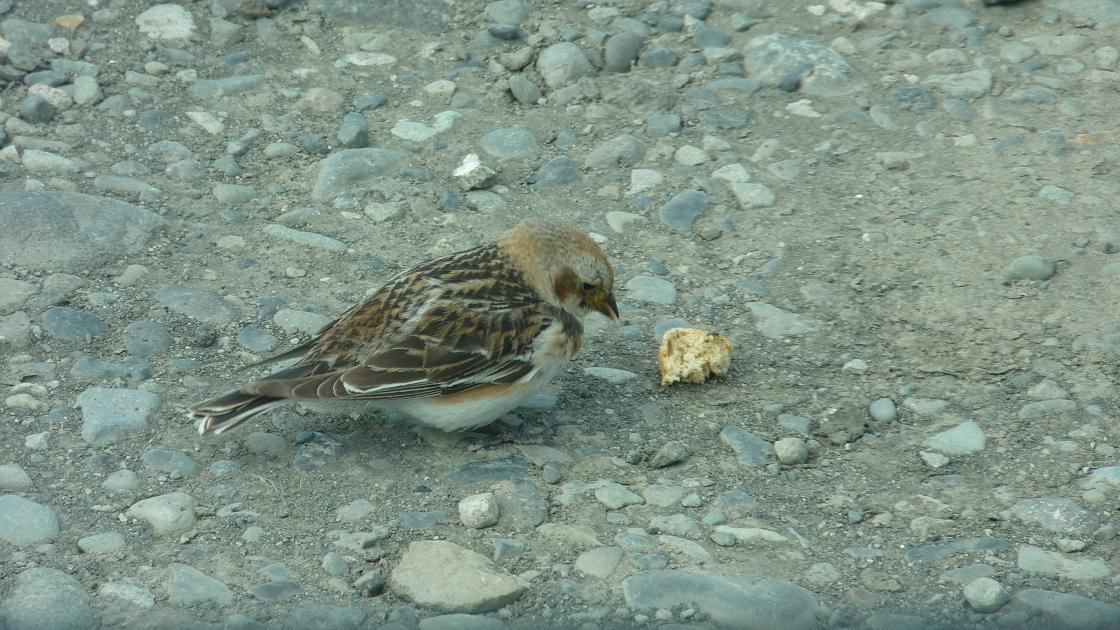 Snow Bunting