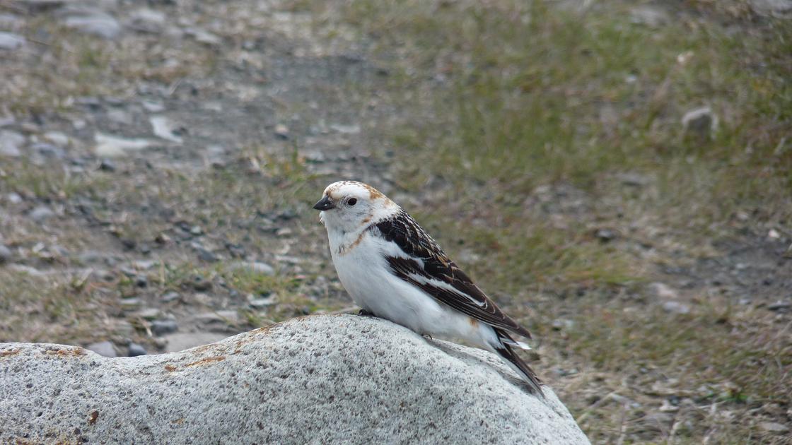 Snow Bunting