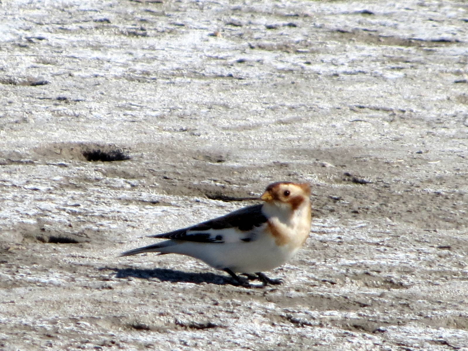 Snow Bunting