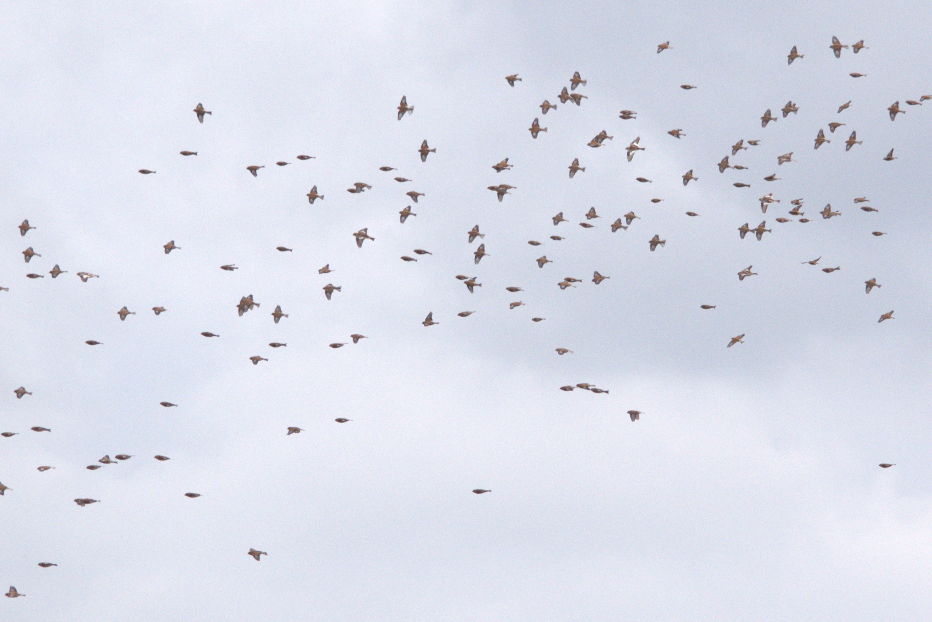 Snow Buntings in with Common Linnets at West Runton, 5th March 2023