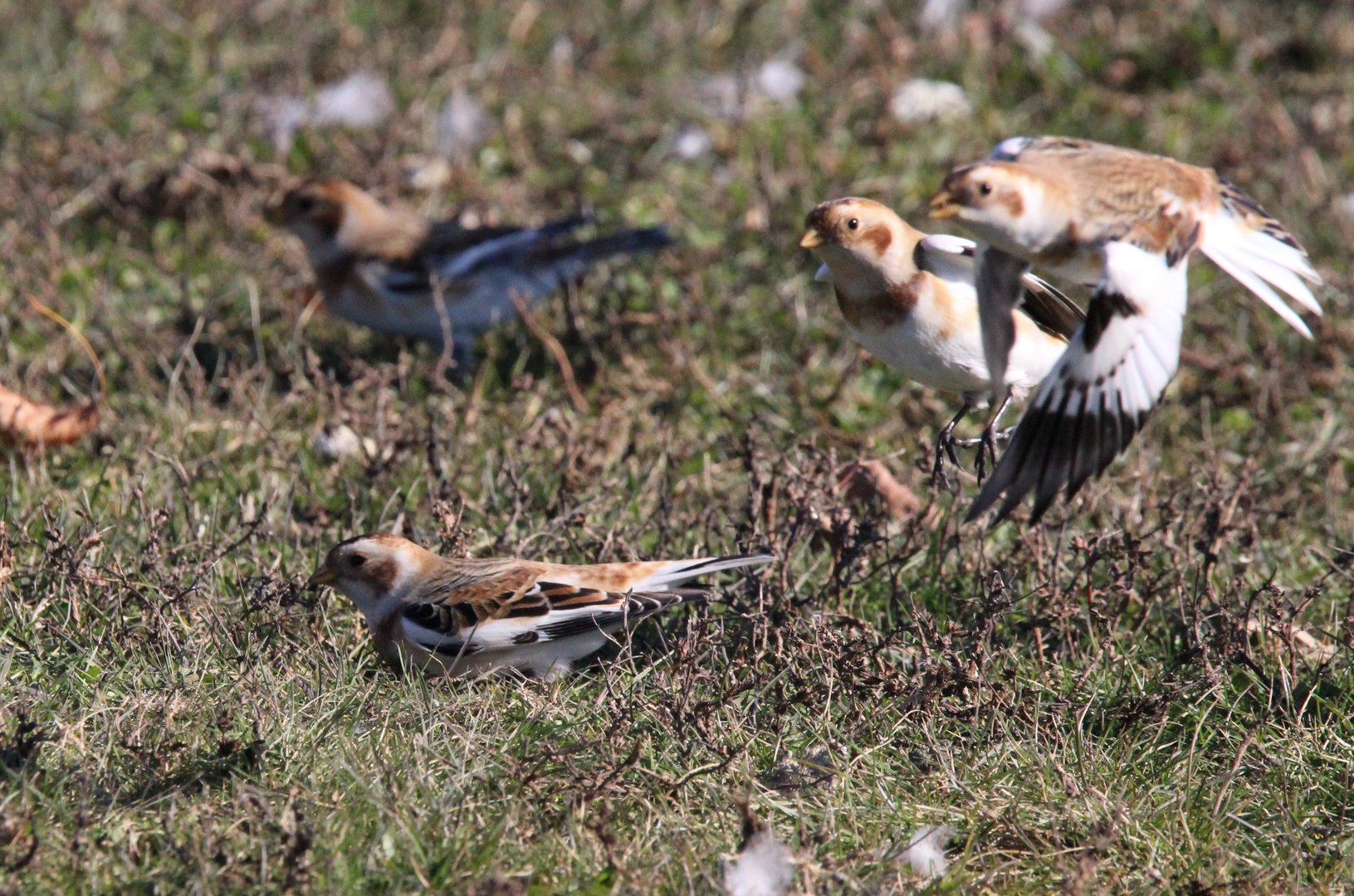 Snow Buntings