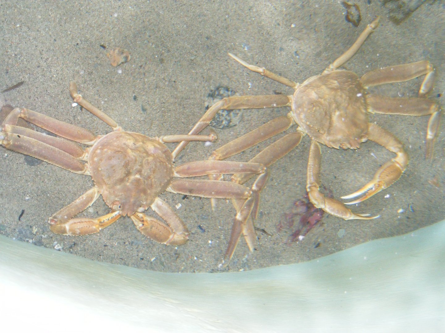 Snow Crabs - Terra Nova NP Visitor's Center