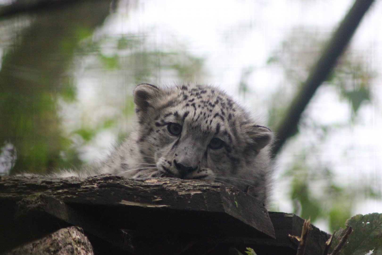 Snow Crystal aka Chris the baby Snow Leopard
