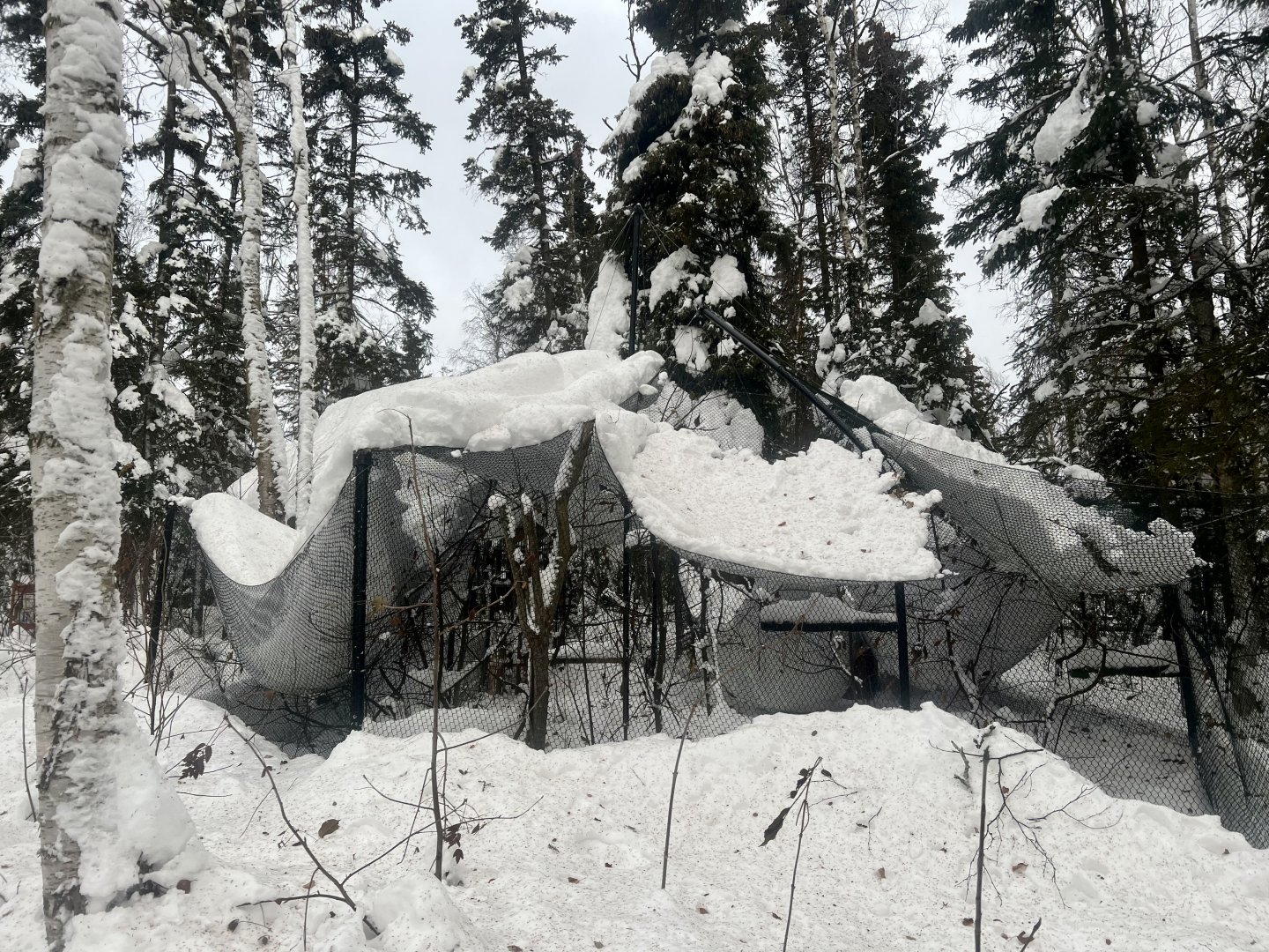 Snow Damaged Golden Eagle Aviary