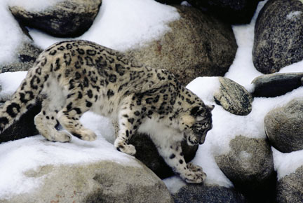 snow day - March 14, 2009