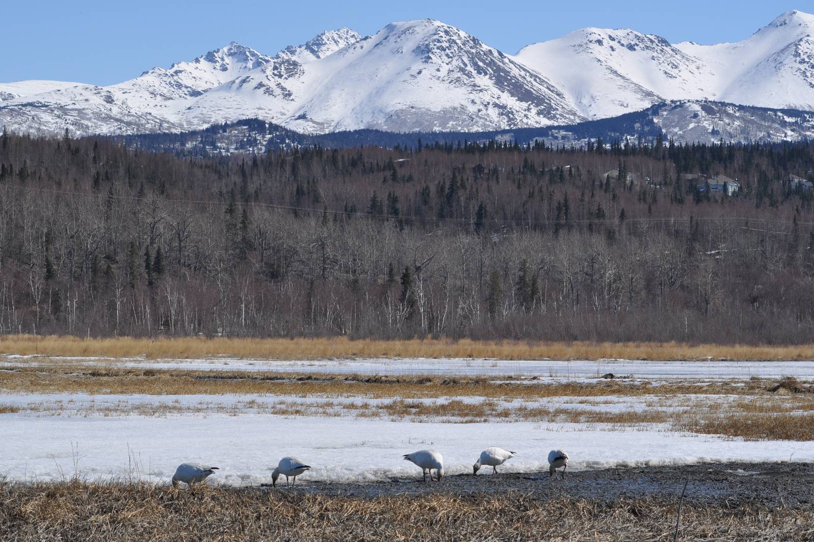 Snow Geese - Alaska (Potter Marsh)