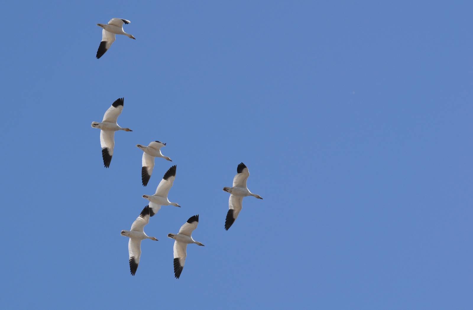 Snow Geese - Alaska (Potter Marsh)