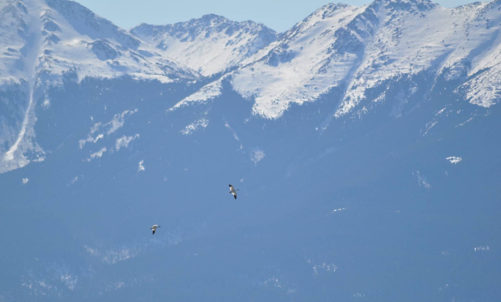 Snow Geese - Alaska (Potter Marsh)