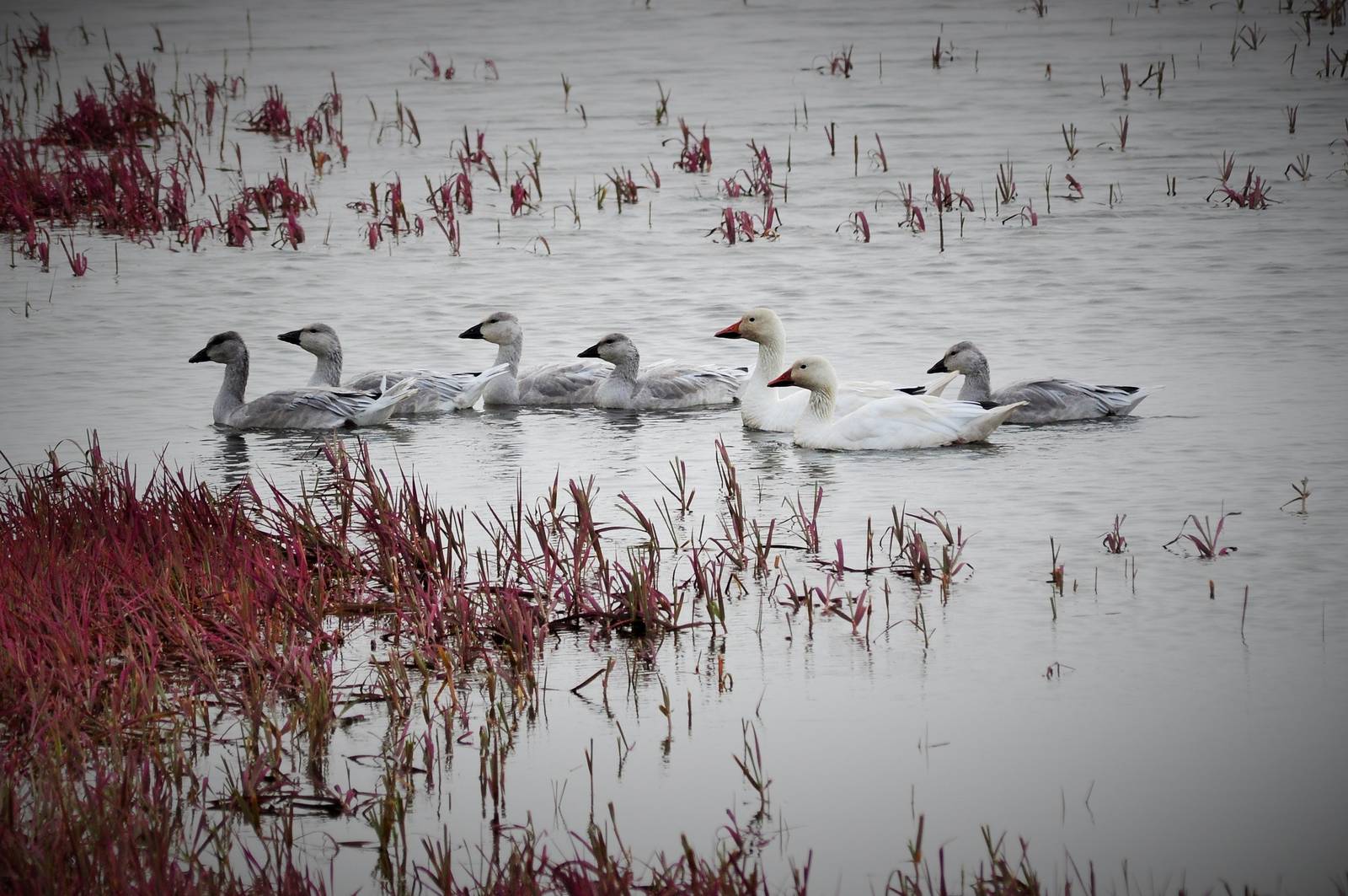 Snow Geese - Alaska