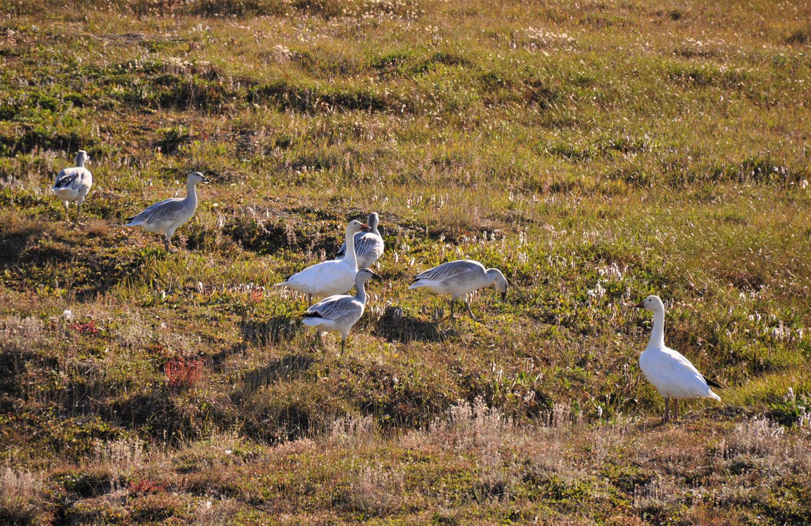 Snow Geese - Alaska