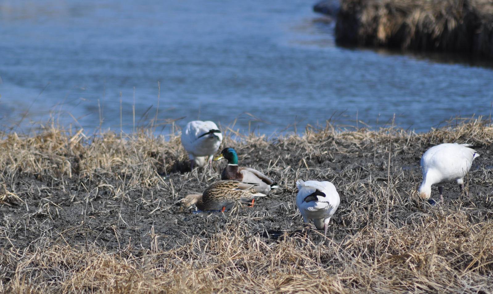 Snow Geese and Mallards - Alaska (Potter Marsh)