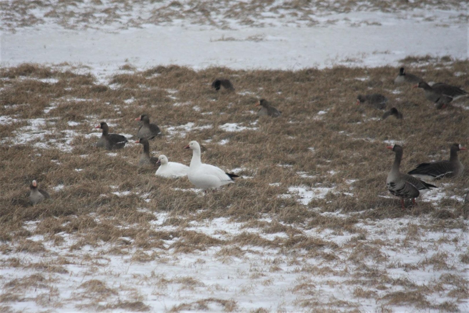 Snow Geese, Canada Geese, and Greater White-fronted Geese - Alaska