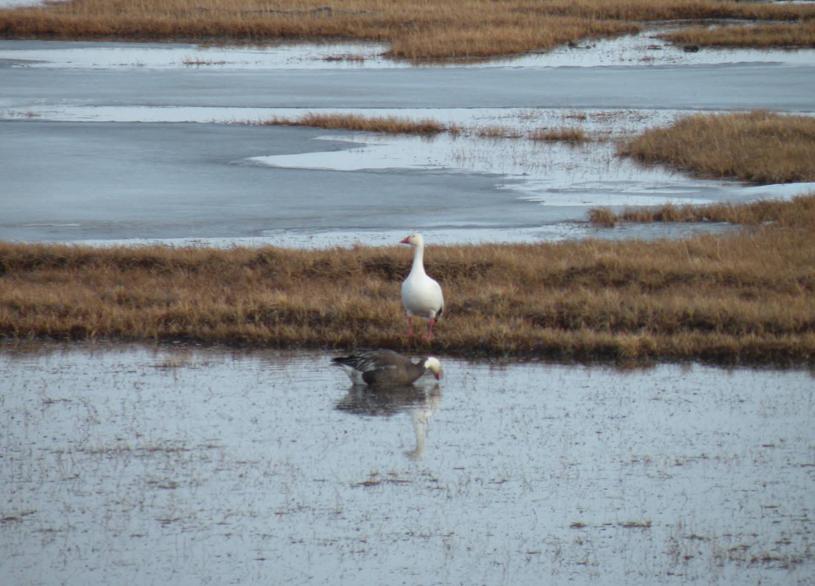Snow Geese, including "Blue" Goose phase.