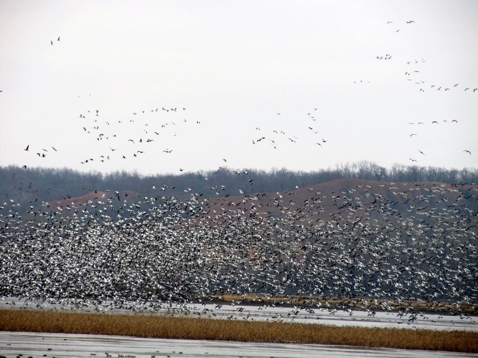 Snow Geese