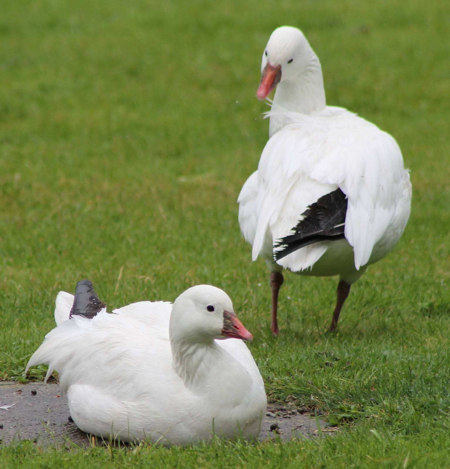 Snow geese