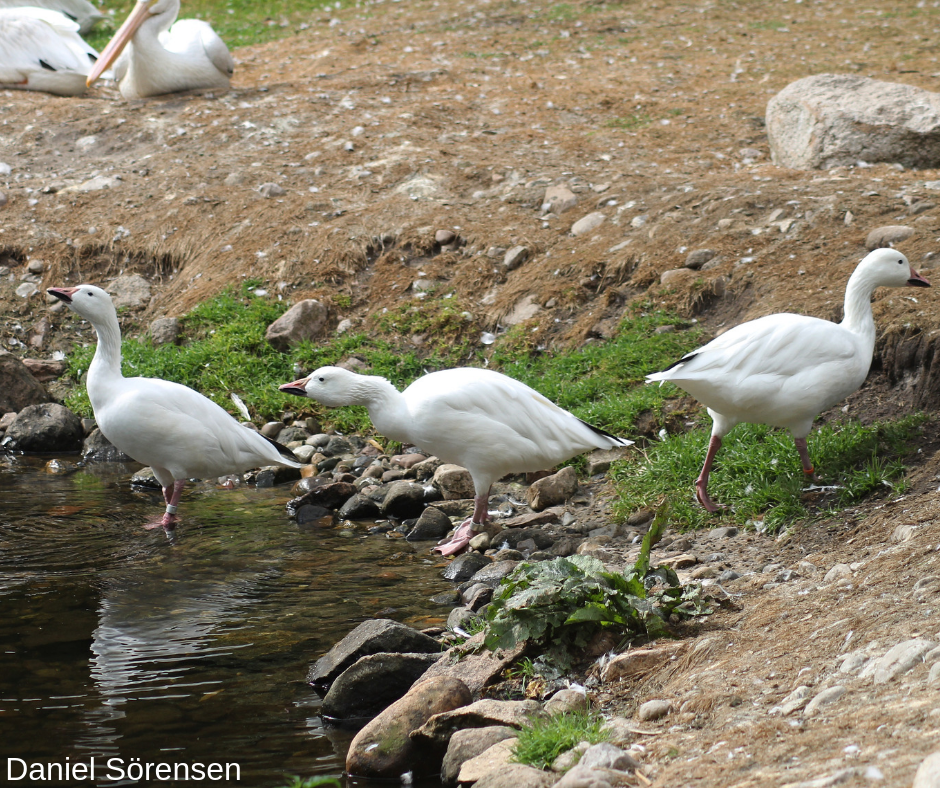 Snow geese