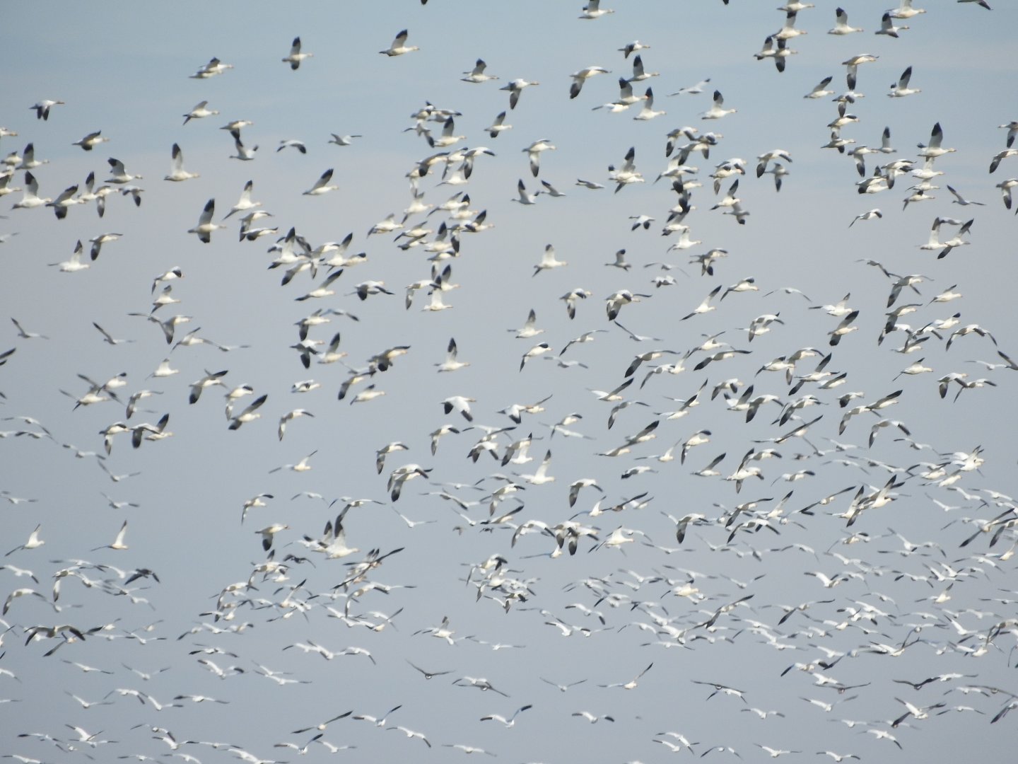 Snow Geese
