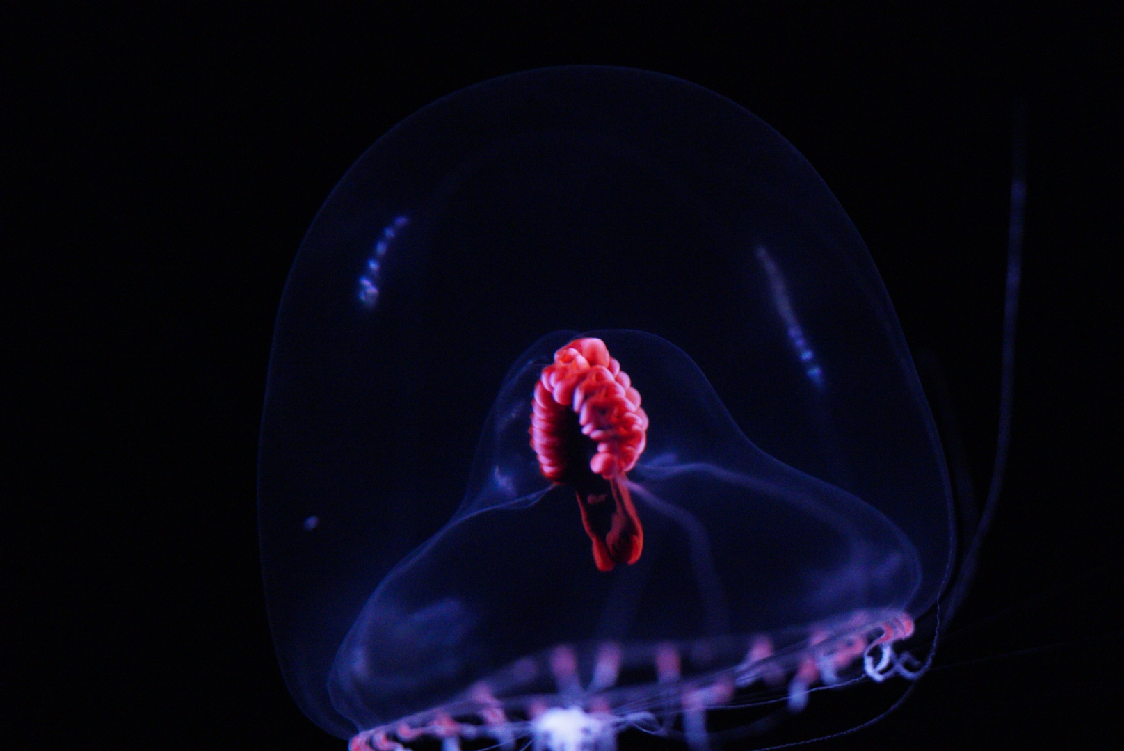 Snow Globe Jelly (Modeeria Rotund)