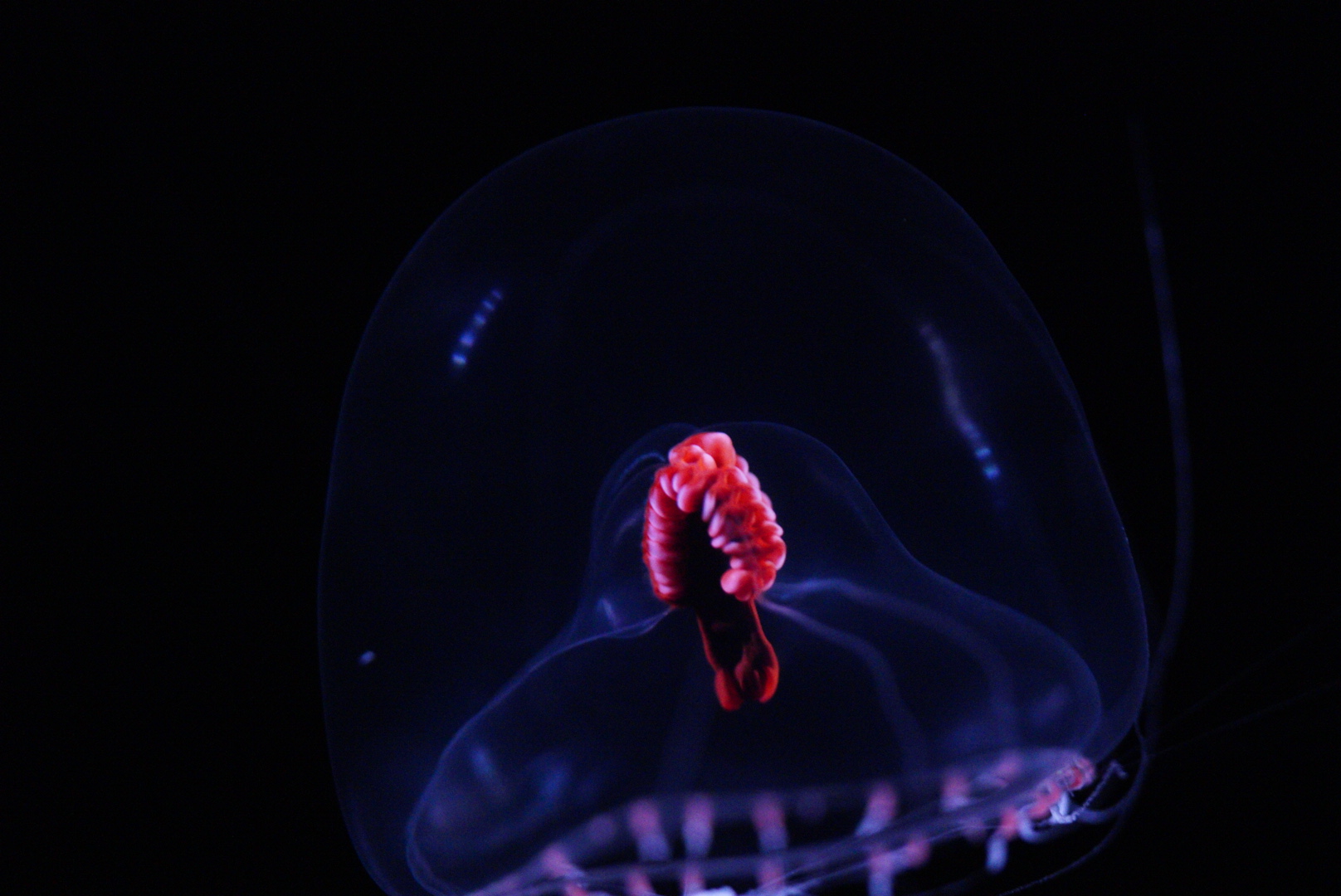 Snow Globe Jelly (Modeeria Rotunda)