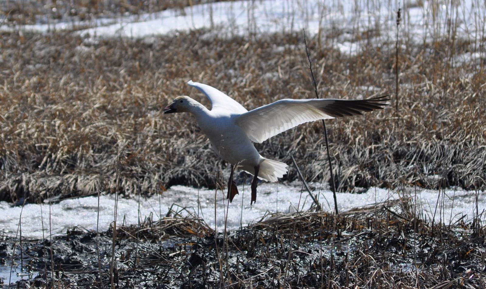 Snow Goose - Alaska (Potter Marsh)